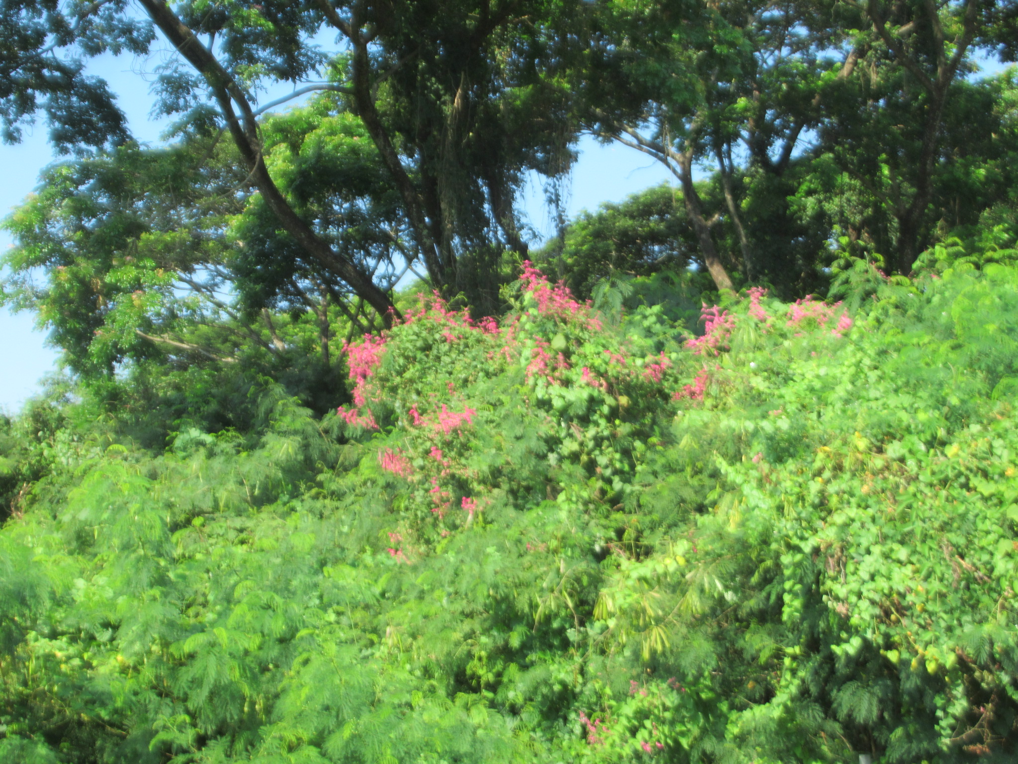 IMG_5329.JPG
