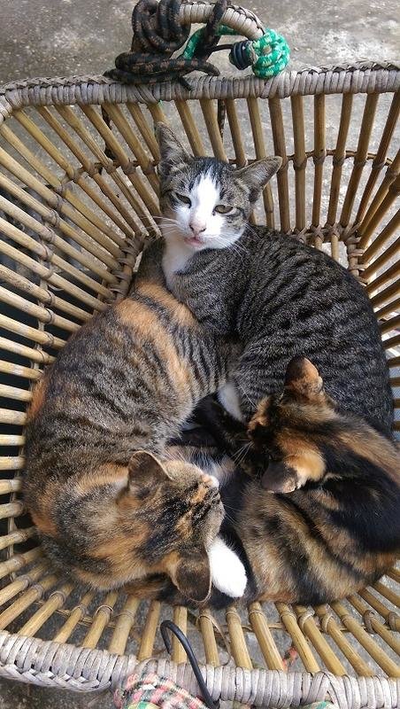 cat in basket.jpg