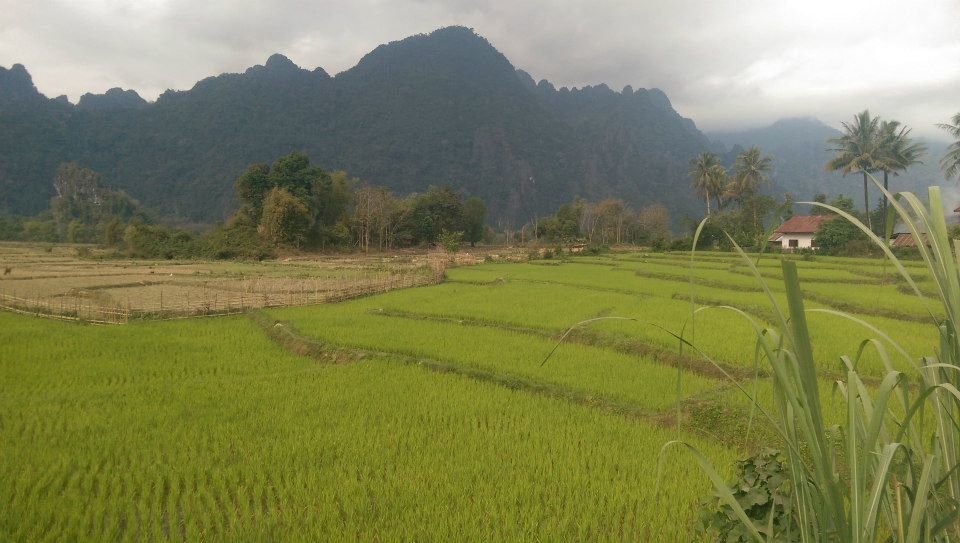 rice paddies.jpg