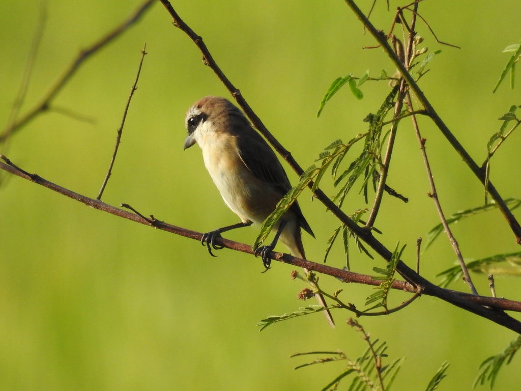 BrownShrike.JPG