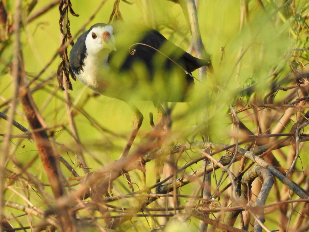 WhiteBreatedWaterhen.JPG