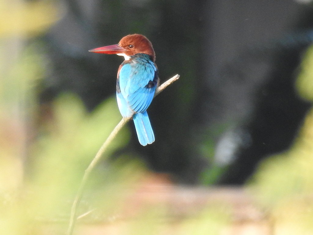 WhiteThroatedKingFisher1.JPG