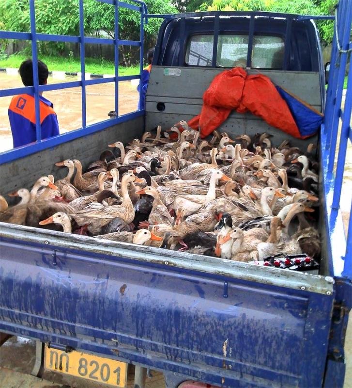 duck-truck.jpg